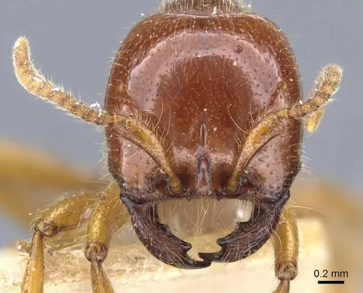Neivamyrmex antillanus specimen CASENT0905965 image casent0905965_2