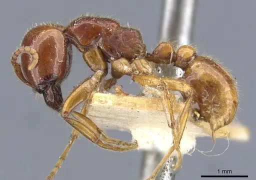 Neivamyrmex antillanus specimen CASENT0905965 image casent0905965_3