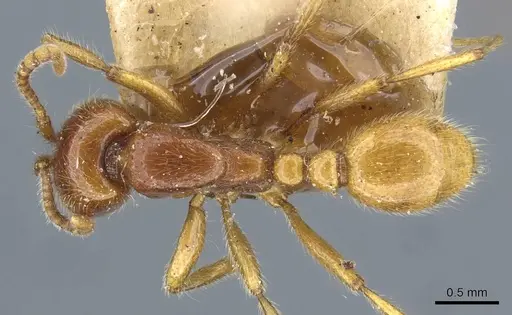 Neivamyrmex antillanus specimen CASENT0905966 image casent0905966_1