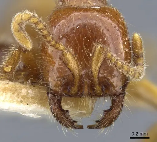 Neivamyrmex antillanus specimen CASENT0905966 image casent0905966_2