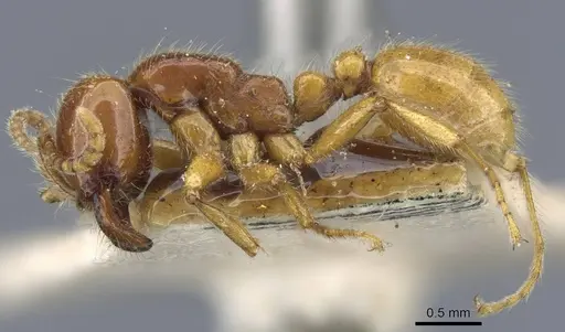 Neivamyrmex antillanus specimen CASENT0905966 image casent0905966_3