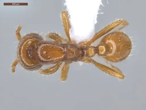 Neivamyrmex antillanus specimen ECOFOG-GRS21-0136-02 image ecofog-grs21-0136-02_1