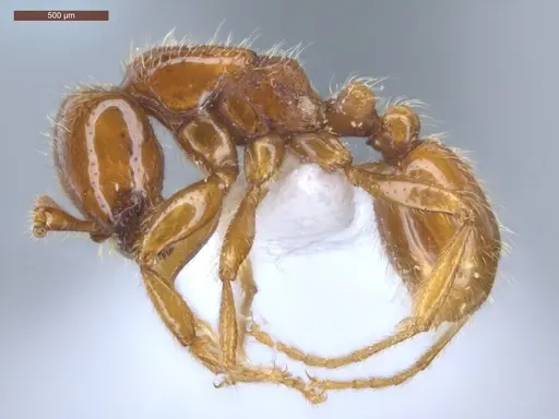 Neivamyrmex antillanus specimen ECOFOG-GRS21-0136-02 image ecofog-grs21-0136-02_3