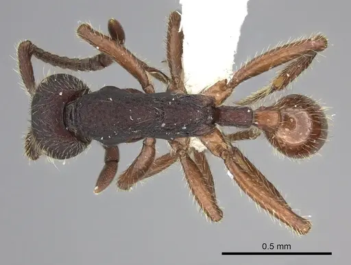 Neivamyrmex asper specimen CASENT0611951 image casent0611951_1