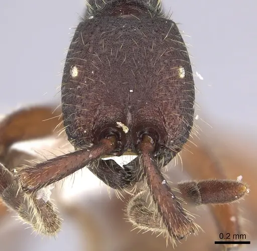 Neivamyrmex asper specimen CASENT0611951 image casent0611951_2