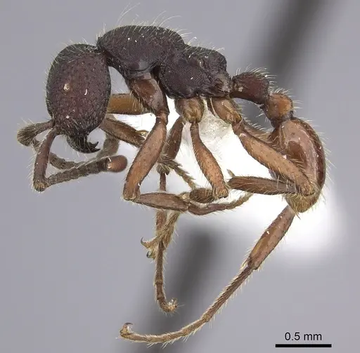 Neivamyrmex asper specimen CASENT0611951 image casent0611951_3