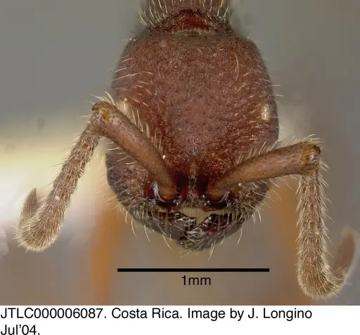 Neivamyrmex asper specimen JTLC000006087 image jtlc000006087_1