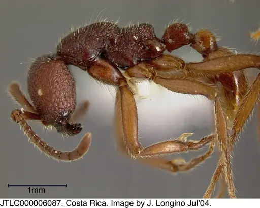 Neivamyrmex asper specimen JTLC000006087 image jtlc000006087_2