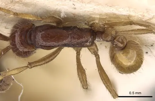 Neivamyrmex balzani specimen CASENT0281951 image casent0281951_1