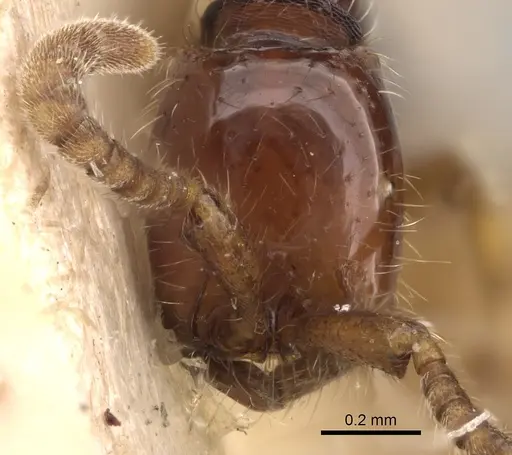 Neivamyrmex balzani specimen CASENT0281951 image casent0281951_2