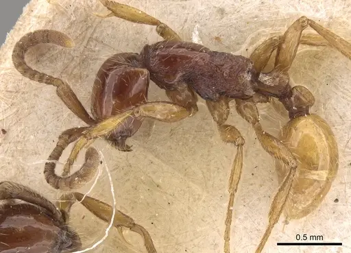 Neivamyrmex balzani specimen CASENT0281951 image casent0281951_3