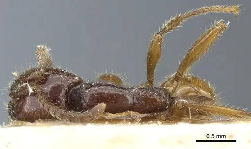 Neivamyrmex balzani specimen CASENT0903730 image casent0903730_1