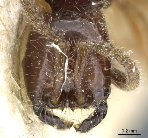 Neivamyrmex balzani specimen CASENT0903730 image casent0903730_2