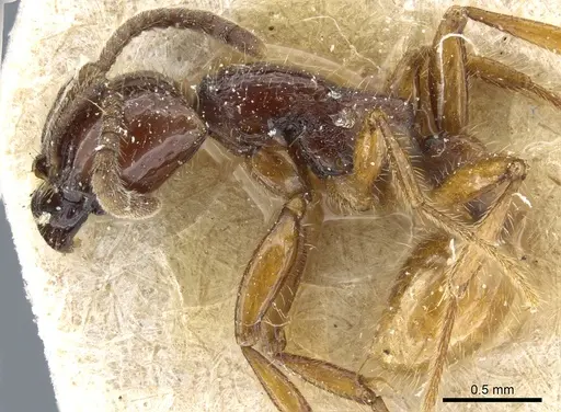 Neivamyrmex balzani specimen CASENT0903730 image casent0903730_3