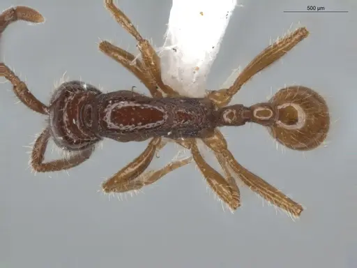 Neivamyrmex balzani specimen ECOFOG-SL13-1083-09 image ecofog-sl13-1083-09_1