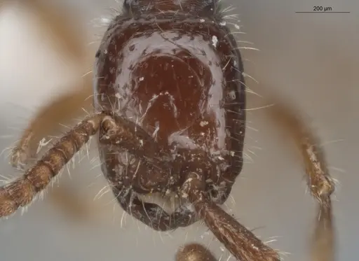 Neivamyrmex balzani specimen ECOFOG-SL13-1083-09 image ecofog-sl13-1083-09_2