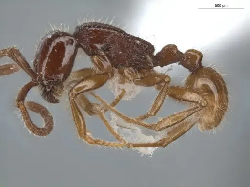 Neivamyrmex balzani specimen ECOFOG-SL13-1083-09 image ecofog-sl13-1083-09_3