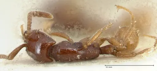 Neivamyrmex balzani specimen FOCOL1136-1 image focol1136-1_1