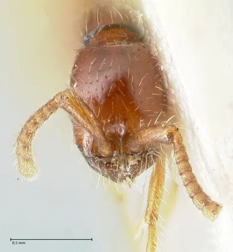 Neivamyrmex balzani specimen FOCOL1136-1 image focol1136-1_2