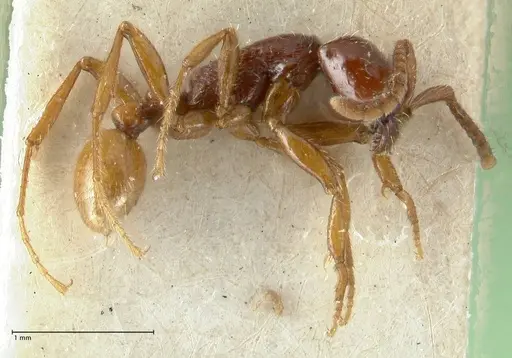 Neivamyrmex balzani specimen FOCOL1136-1 image focol1136-1_3