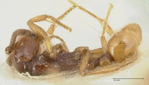 Neivamyrmex balzani specimen FOCOL1136-2 image focol1136-2_1