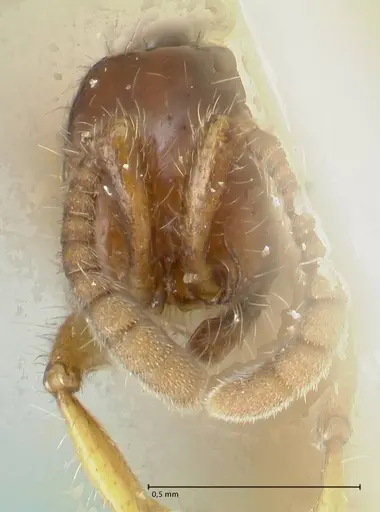 Neivamyrmex balzani specimen FOCOL1136-2 image focol1136-2_2