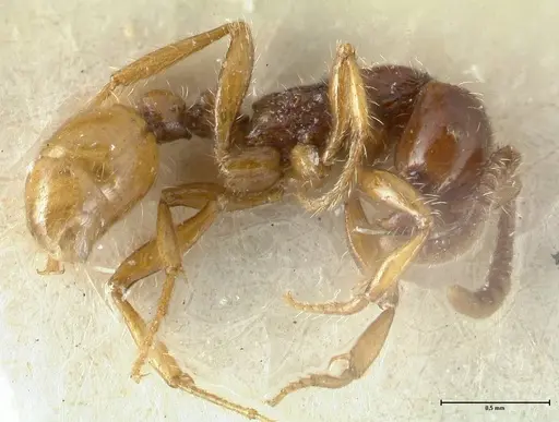 Neivamyrmex balzani specimen FOCOL1136-2 image focol1136-2_3