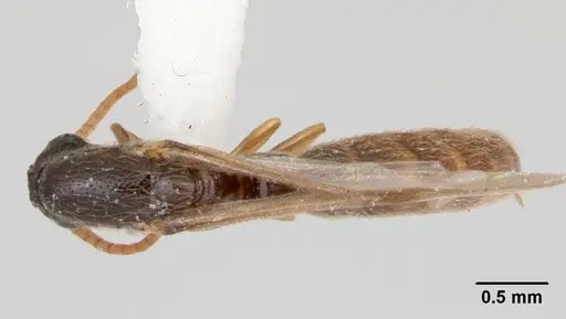 Neivamyrmex baylori specimen CASENT0103459 image casent0103459_1