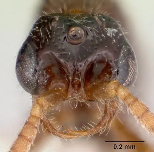 Neivamyrmex baylori specimen CASENT0103459 image casent0103459_2
