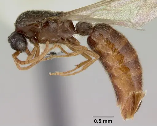 Neivamyrmex baylori specimen CASENT0103459 image casent0103459_3