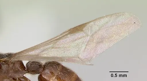 Neivamyrmex baylori specimen CASENT0103459 image casent0103459_4