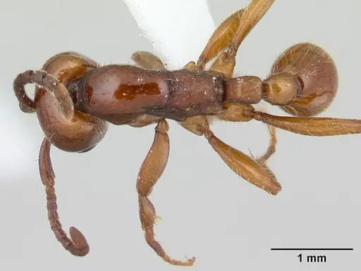 Neivamyrmex bohlsi specimen CASENT0178597 image casent0178597_1