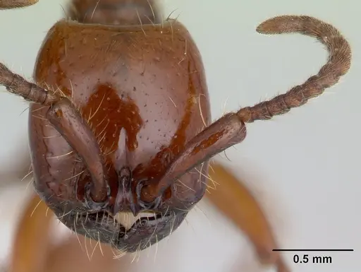 Neivamyrmex bohlsi specimen CASENT0178597 image casent0178597_2