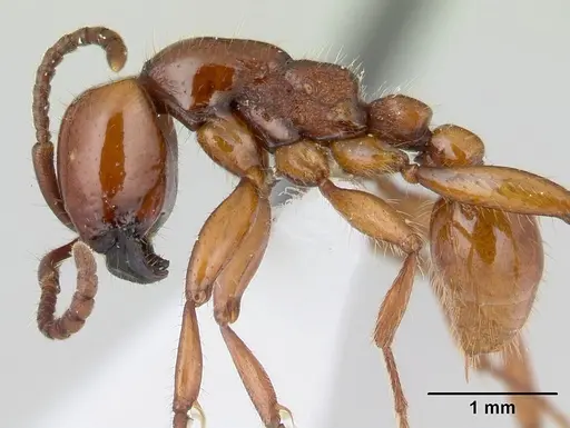 Neivamyrmex bohlsi specimen CASENT0178597 image casent0178597_3