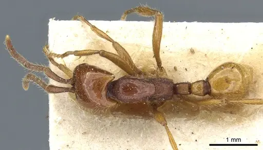 Neivamyrmex bohlsi specimen CASENT0903728 image casent0903728_1
