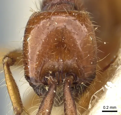 Neivamyrmex bohlsi specimen CASENT0903728 image casent0903728_2