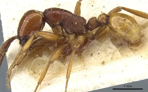 Neivamyrmex bohlsi specimen CASENT0903728 image casent0903728_3