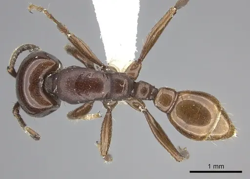 Neivamyrmex bruchi specimen CASENT0617049 image casent0617049_1