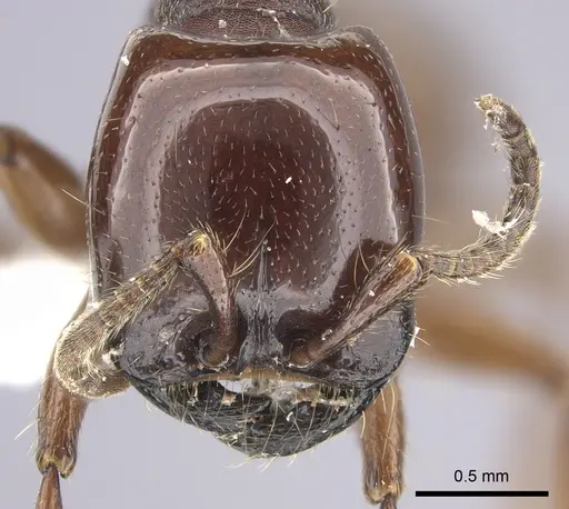 Neivamyrmex bruchi specimen CASENT0617049 image casent0617049_2