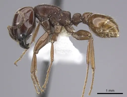 Neivamyrmex bruchi specimen CASENT0617049 image casent0617049_3