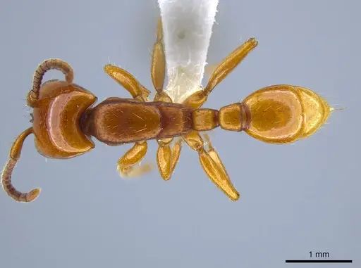 Neivamyrmex bruchi specimen CASENT0617053 image casent0617053_1