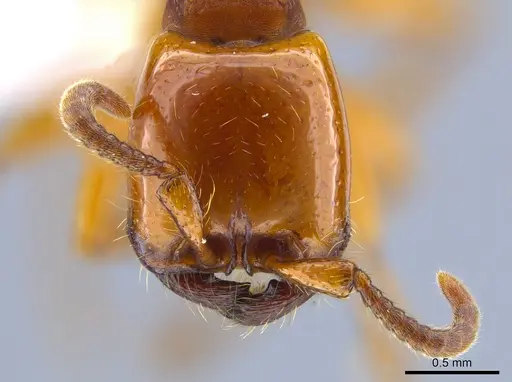Neivamyrmex bruchi specimen CASENT0617053 image casent0617053_2