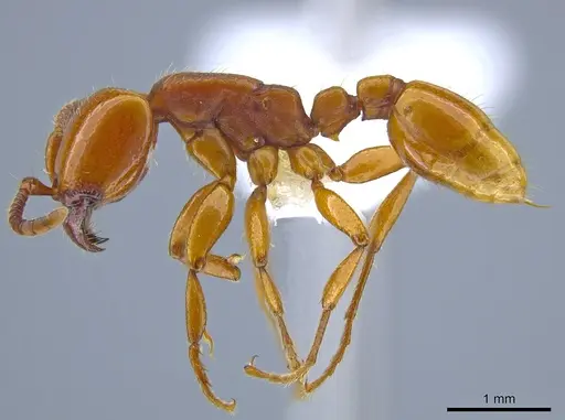 Neivamyrmex bruchi specimen CASENT0617053 image casent0617053_3