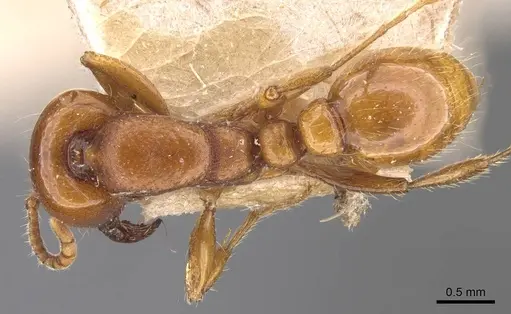 Neivamyrmex bruchi specimen CASENT0905950 image casent0905950_1