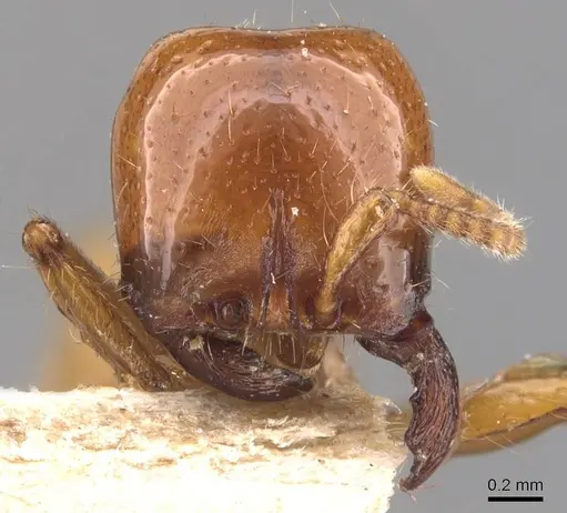 Neivamyrmex bruchi specimen CASENT0905950 image casent0905950_2