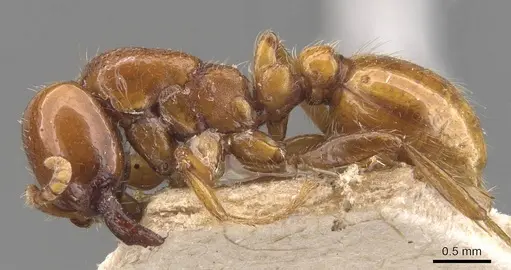 Neivamyrmex bruchi specimen CASENT0905950 image casent0905950_3