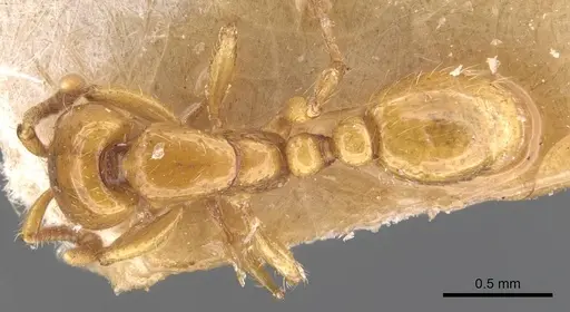 Neivamyrmex bruchi specimen CASENT0905951 image casent0905951_1