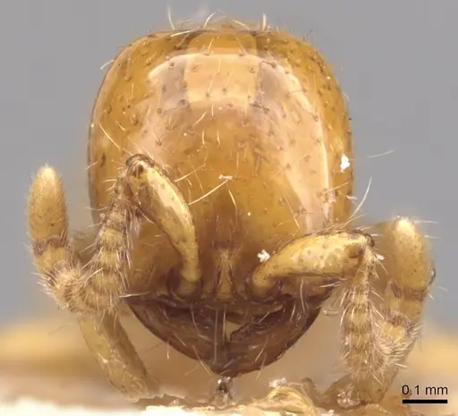 Neivamyrmex bruchi specimen CASENT0905951 image casent0905951_2