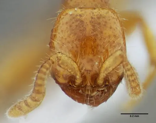Neivamyrmex bruchi specimen UFV-LABECOL-003508 image ufv-labecol-003508_2