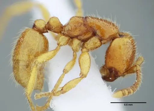 Neivamyrmex bruchi specimen UFV-LABECOL-003508 image ufv-labecol-003508_3